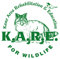 Local Wildlife Volunteer Helps Injured Wildlife with Kane Area Rehabilitation and Education K.A.R.E.