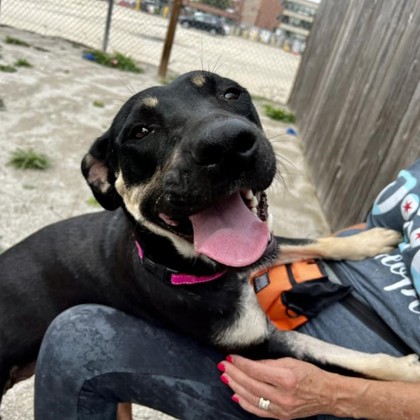 This Week’s Adoptable Adorable Pet Of The Week- Meet Vela, A Sweet Girl Seeking Her Furever Home
