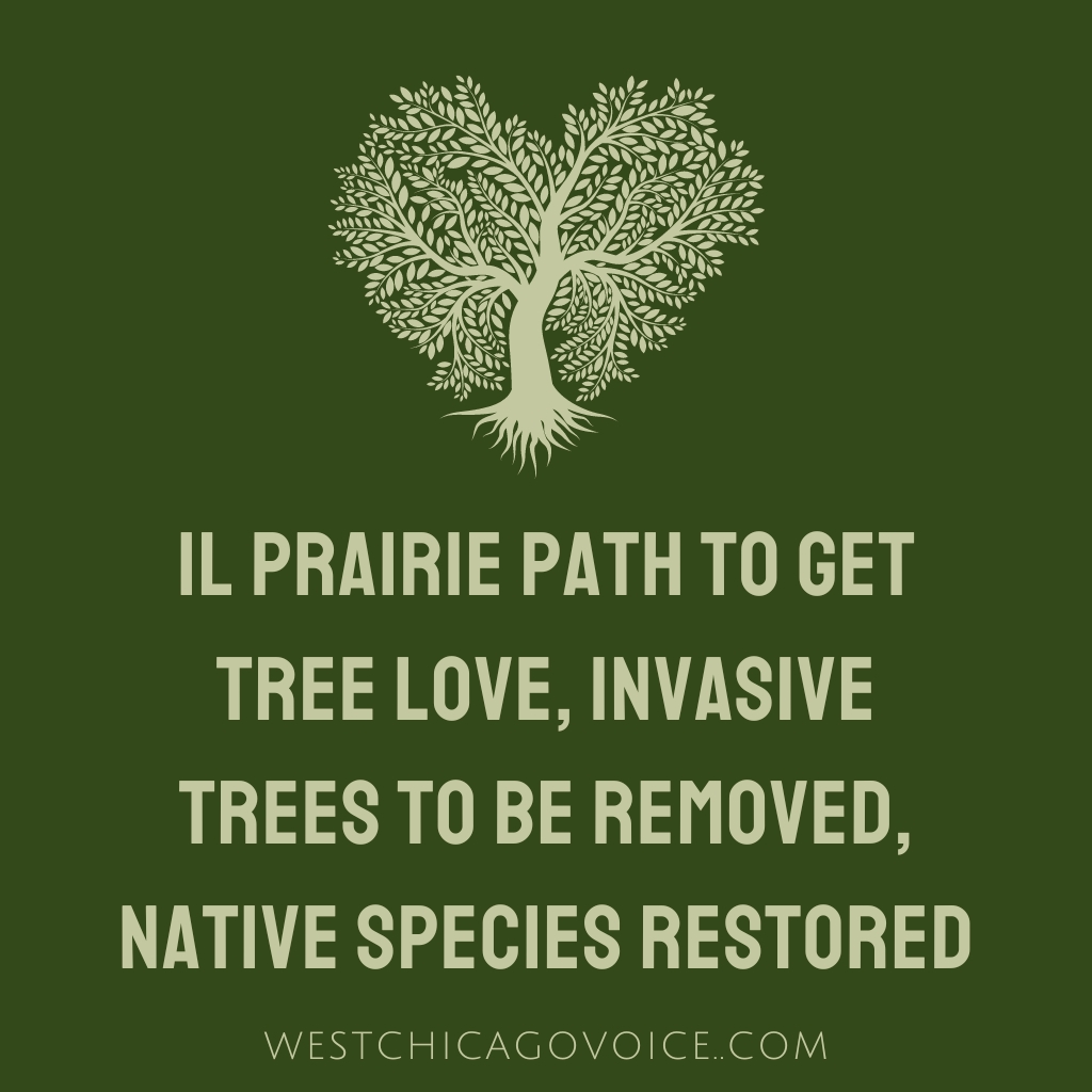 DuPage County, Morton Arboretum Partnering on Tree Planting Initiative for Prairie Path : West Chicago News - invasive trees to be removed, native species to be restored. West Chicago Newspaper, local news, local newspaper, news source DuPage County