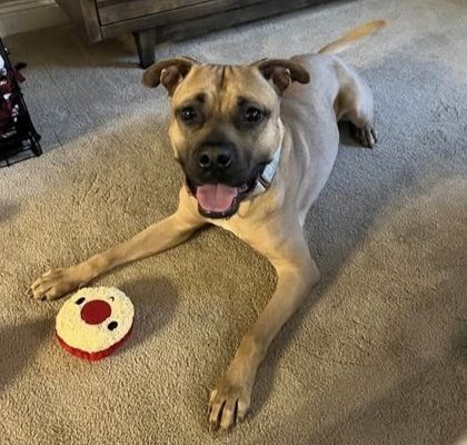 DCAS Adorable Adoptable Pet Of The Week: Meet Bistro