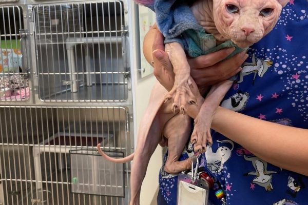 Found : Hairless Cat Being Held at DuPage Animal Services